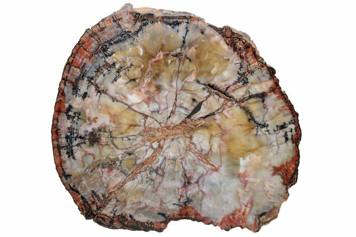 Polished, Petrified Wood (Araucarioxylon) Round - Arizona #228944